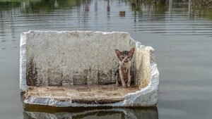 Abbandonato durante una devastante alluvione, il gatto chiede disperatamente aiuto – VIDEO