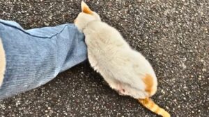 Angosciato e con gli occhi in condizioni drammatiche, il gatto si è accasciato non sapendo più cosa fare – VIDEO