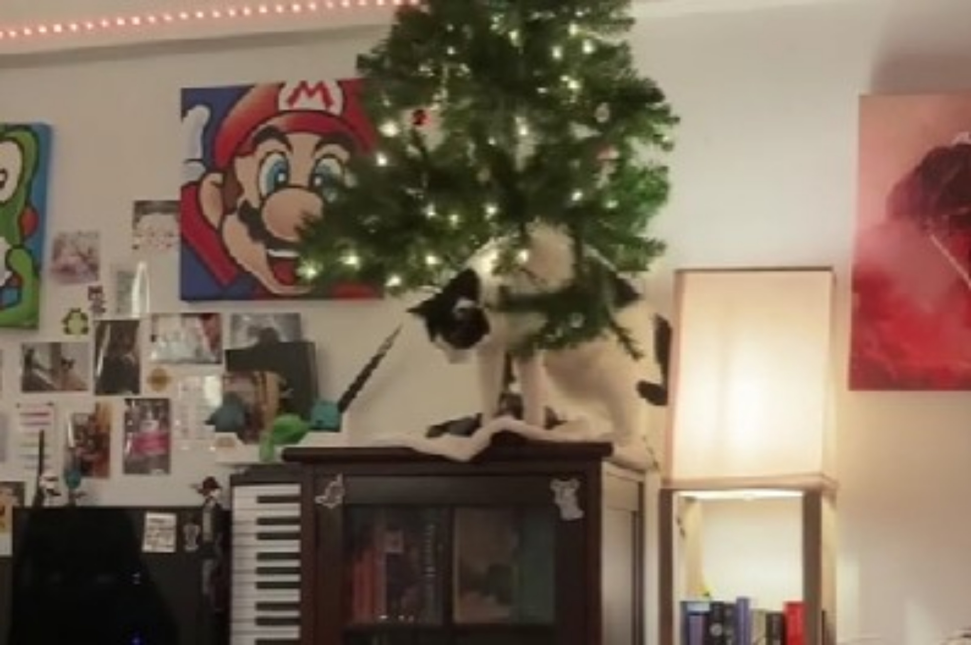 gatto alle prese con Albero di Natale