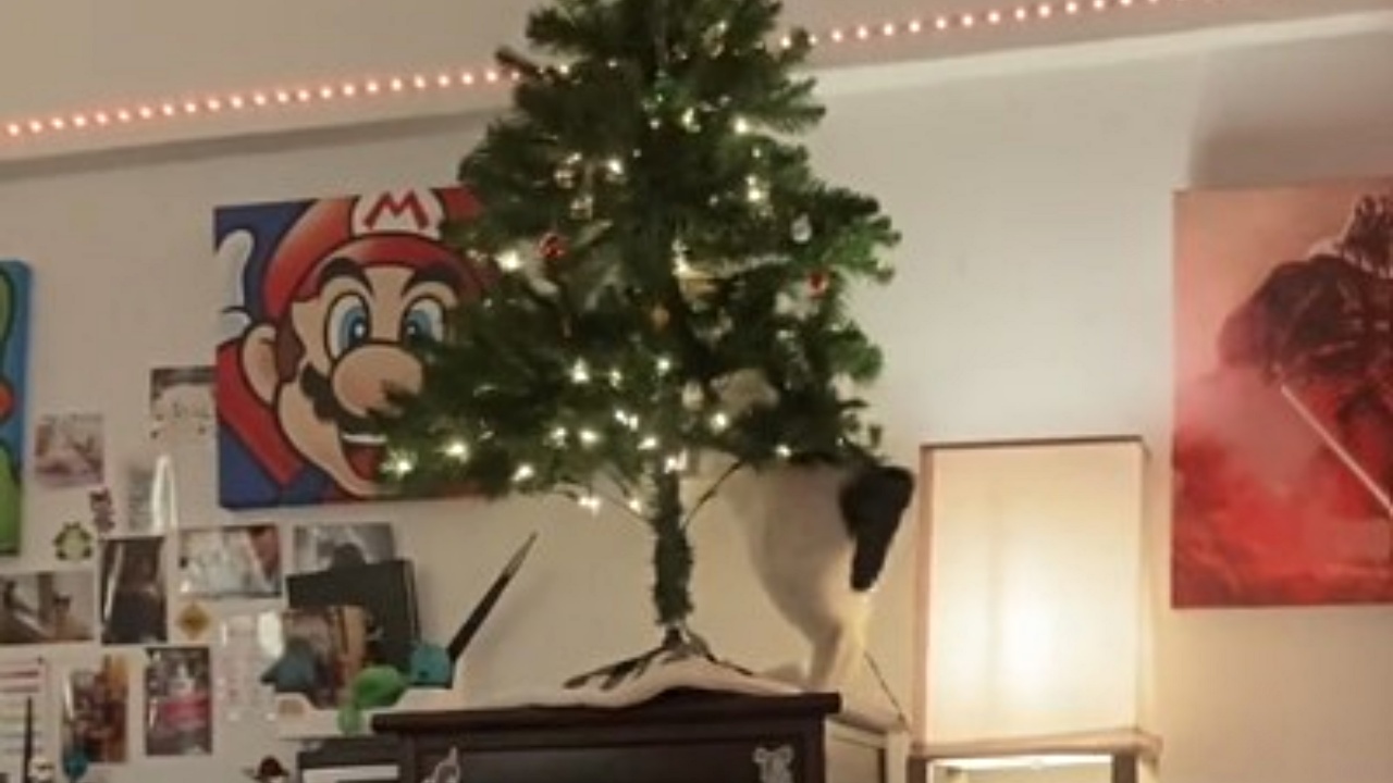 gatto rompe Albero di Natale