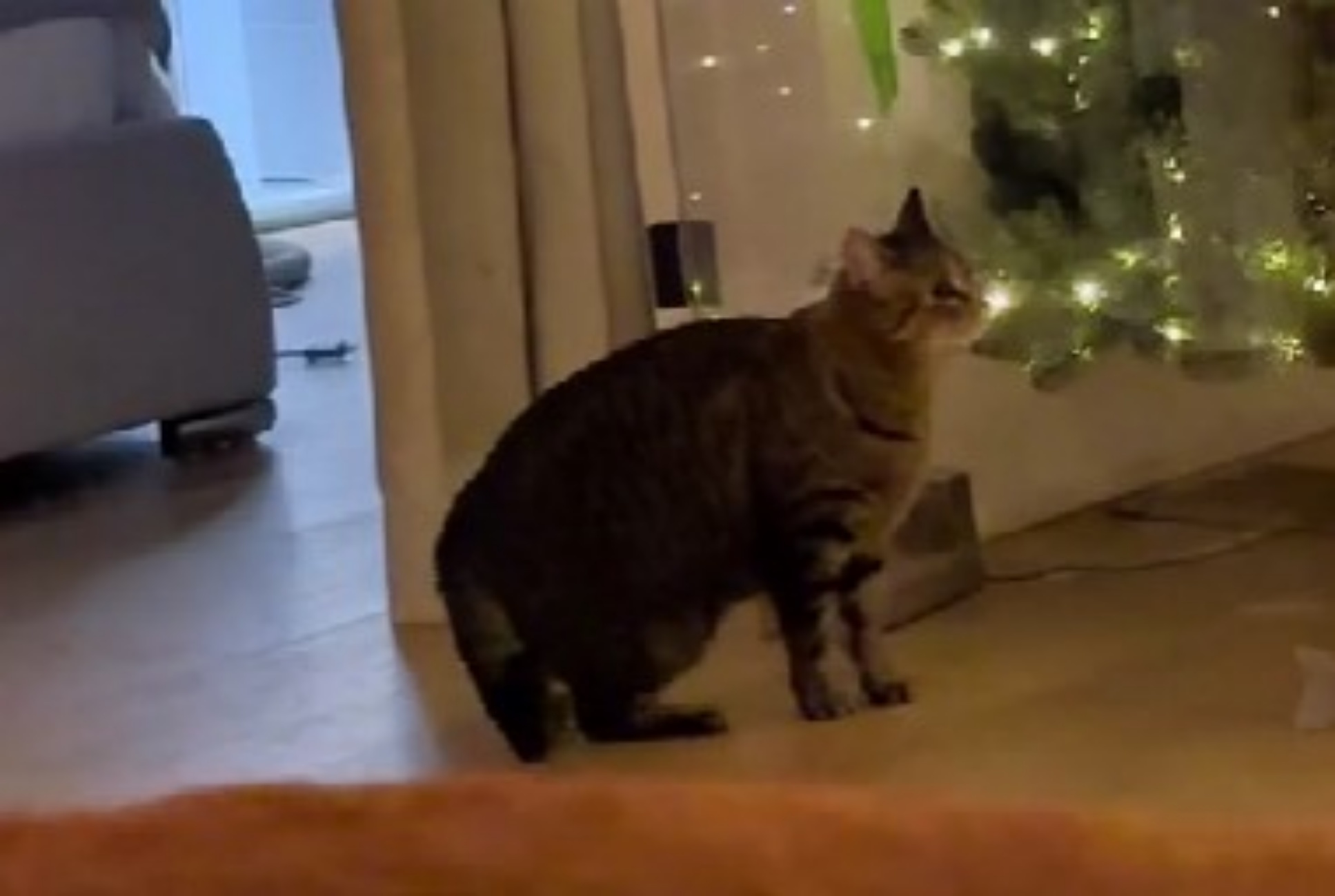 gatto vuole giocare con l'albero di Natale