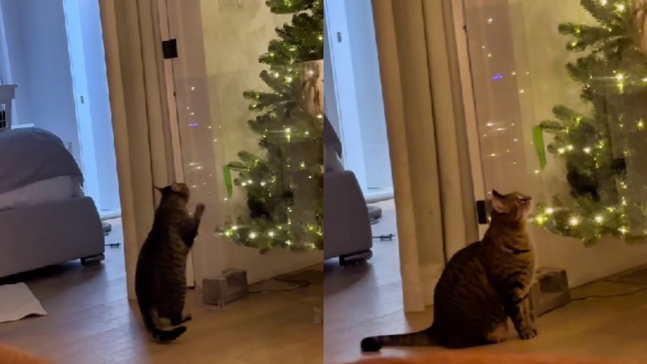 gatto cerca di arrivare all'albero di Natale