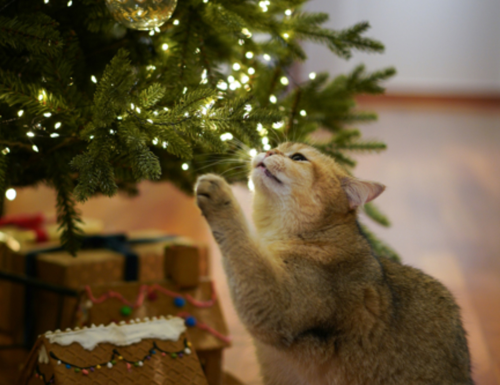 Gatto e albero di Natale