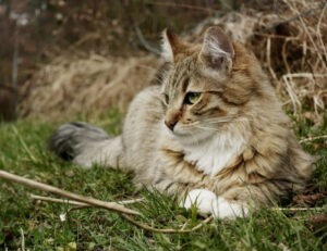 Cosa significa sognare un gatto che fa la pipì