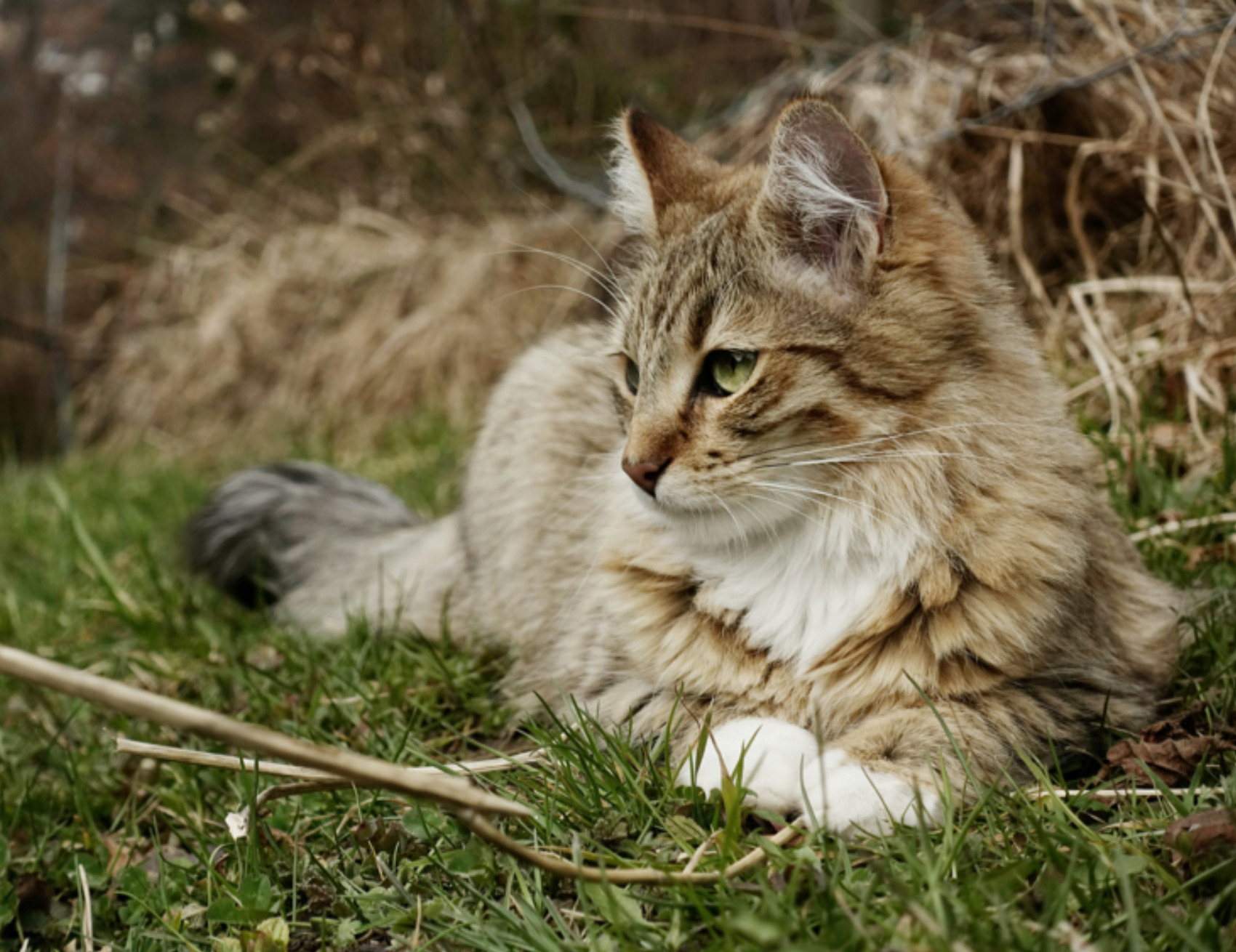 Gatto a terra