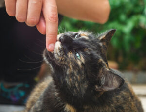 Cos’è il cat mirroring e perché dovresti conoscerlo?