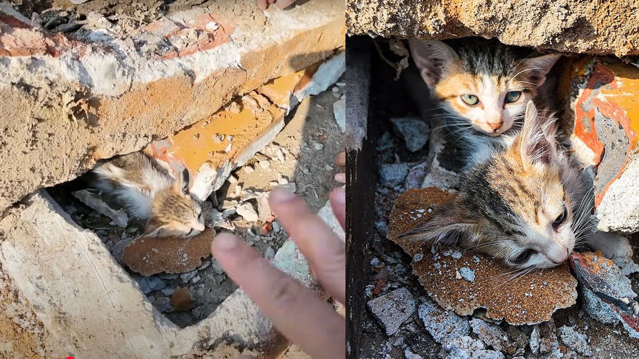 Gattini bloccati tra le macerie