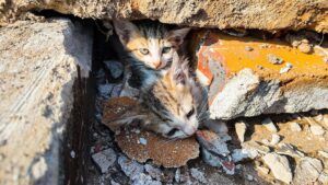 È stata una corsa contro il tempo: i poveri gattini erano intrappolati all’interno di un cantiere – VIDEO