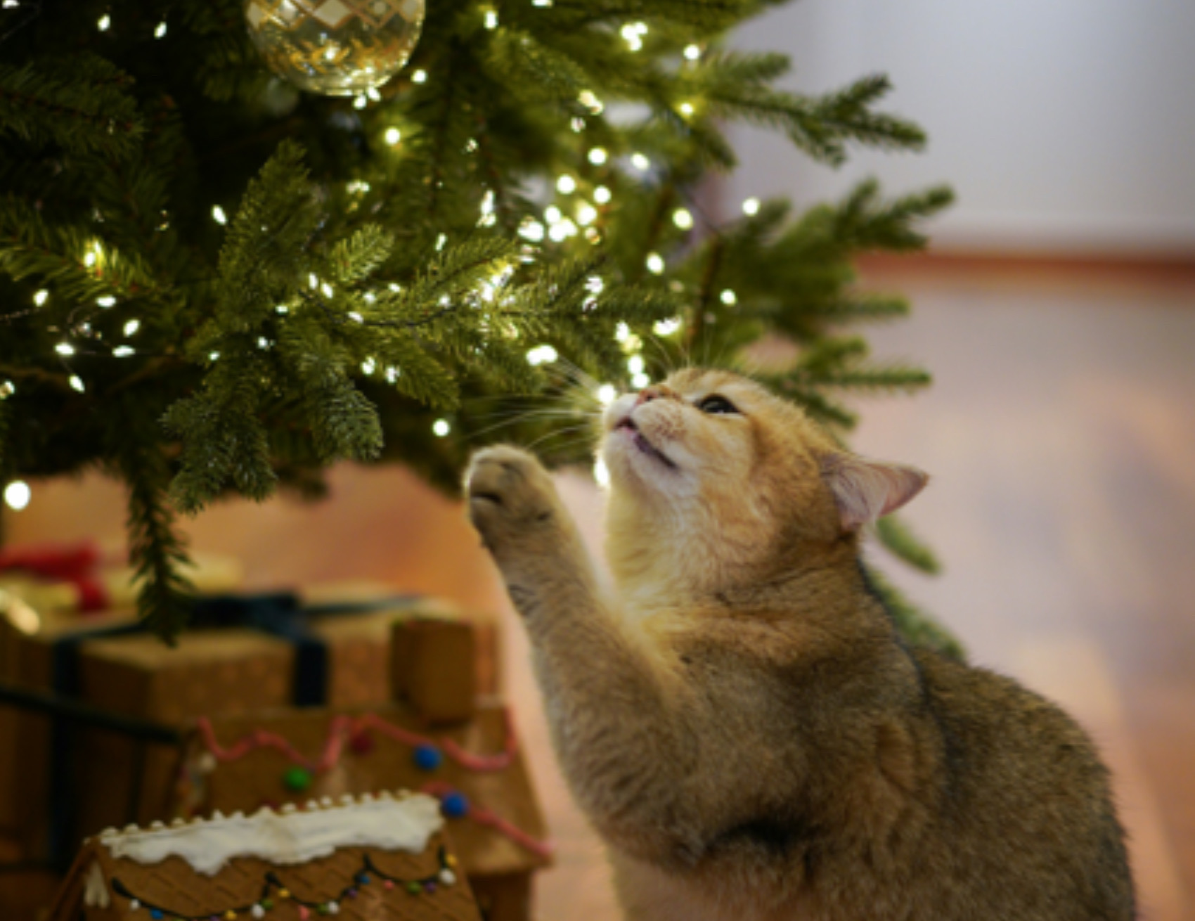 Gatto tocca l’albero