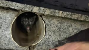 Era arrivato al limite: il povero gattino piangeva all’interno di un tubo di scarico sperando che tutto finisse presto – VIDEO