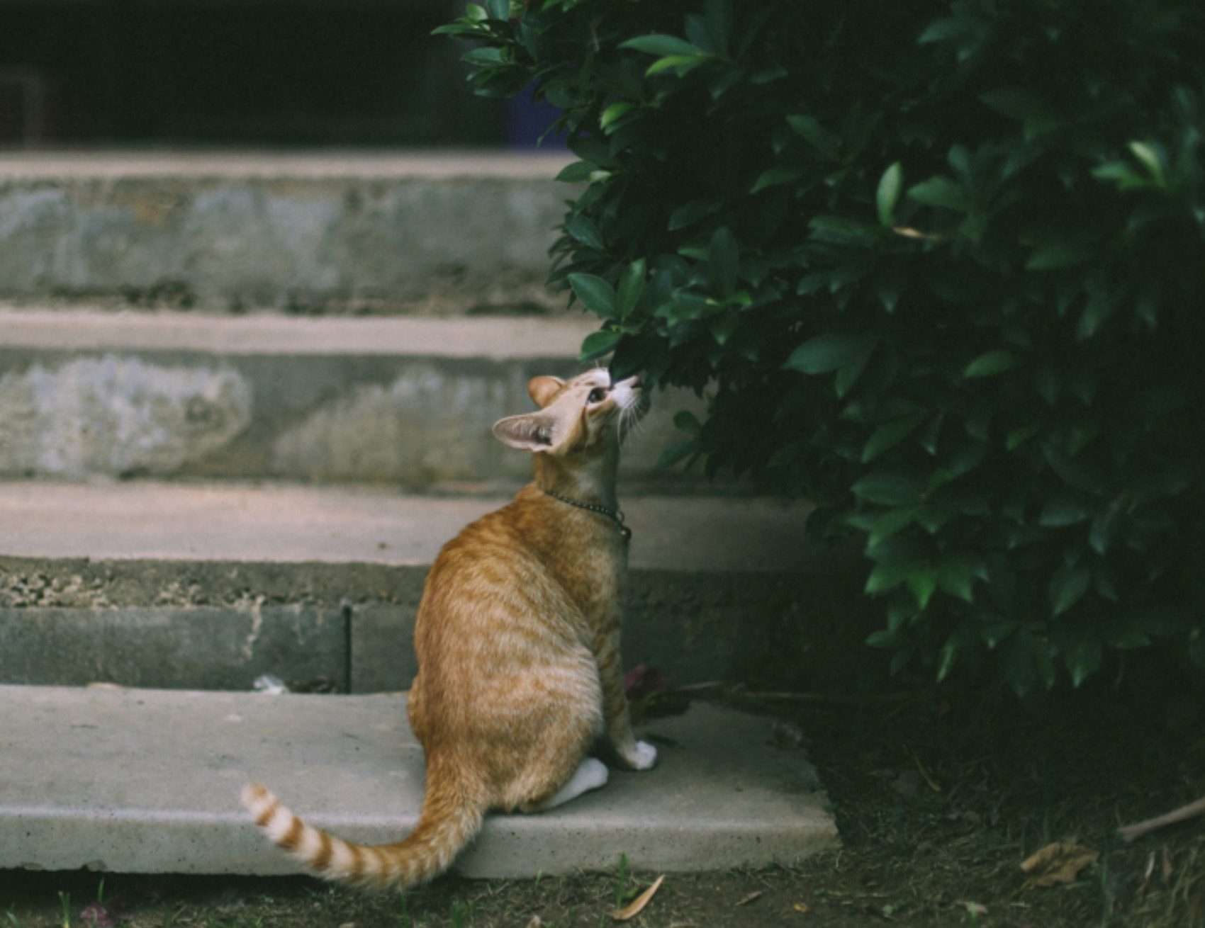 Gatto guarda avanti