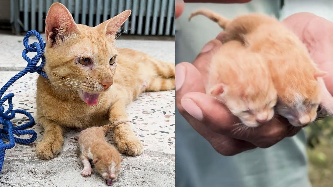 Famiglia di gatti bisognosa di aiuto