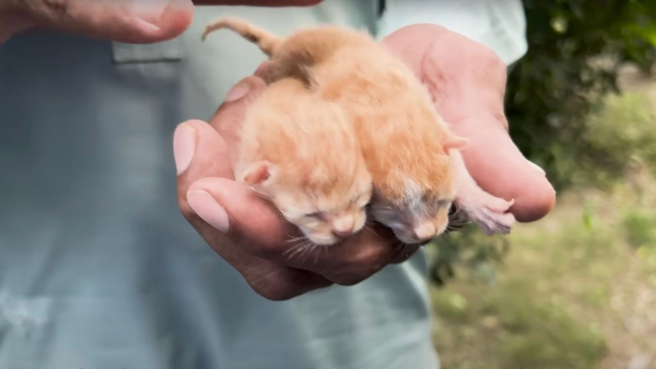 Piccoli gattini