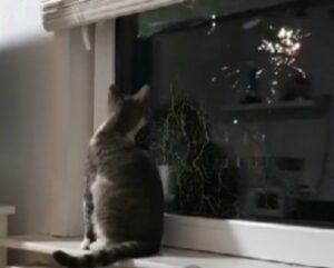 I due gatti reagiscono in modo molto diverso ai fuochi d’artificio del Capodanno