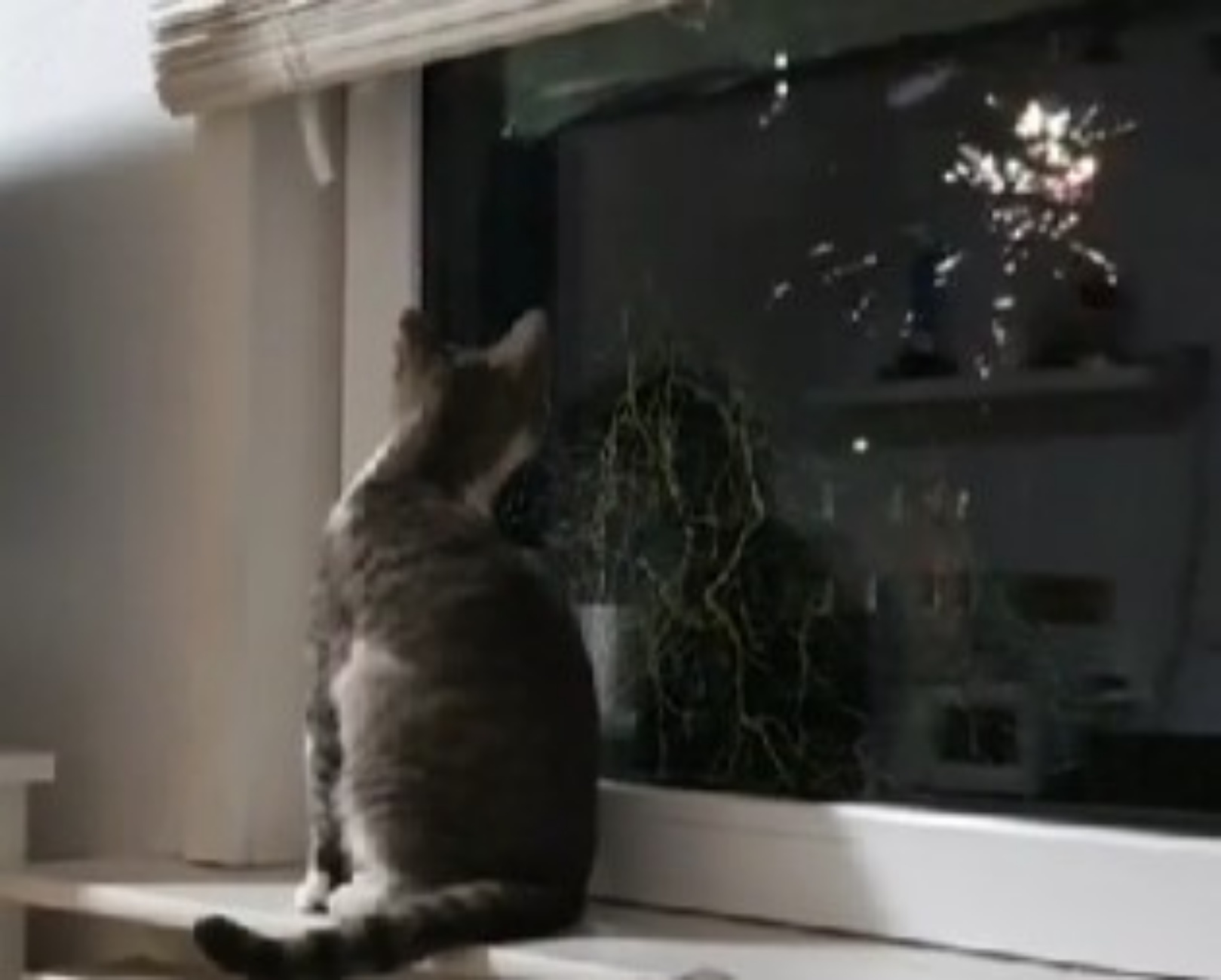 gatti e fuochi d'artificio