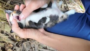 I poveri gatti vivevano nascosti sotto le radici di un albero, in preda al freddo e alle intemperie – VIDEO