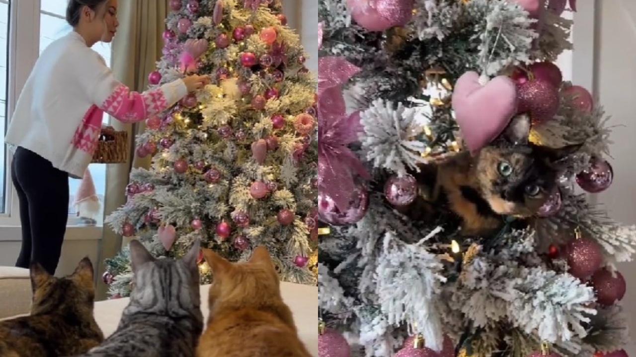 tre gatti distruggono l'albero di natale