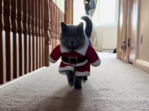 Il Babbo Natale perfetto? È questo meraviglioso gatto, perfettamente a tema