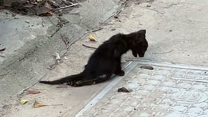 Il gattino nero ha cercato rifugio nell’erba per sopravvivere: dopo essere stato salvato si è trasformato – VIDEO