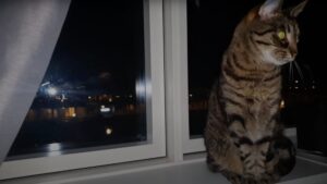 Il gatto cerca di non dimostrare di aver paura dei fuochi d’artificio a Capodanno – VIDEO