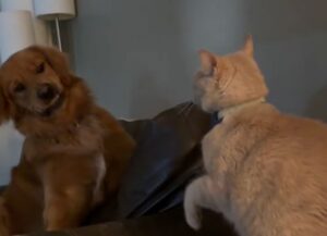 Il gatto di casa è un vero bullo, approfitta della bontà del Golden Retriever per “picchiarlo”