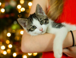 Il gatto non smette di saltarci su? Prova a fare un recinto per difendere l’albero di Natale