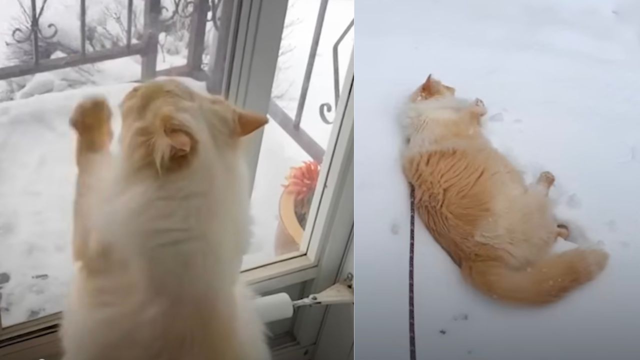 Gatto amante della neve