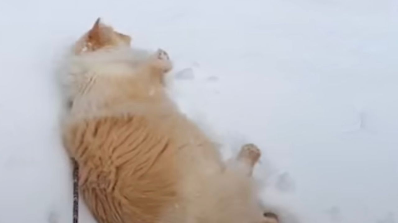 Gato nella neve