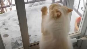 Il gatto ossessionato dalla neve non smette di supplicare la padrona finché non se la gode – VIDEO