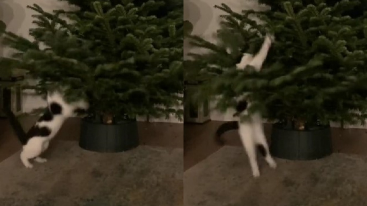 gatto gioca con albero di Natale