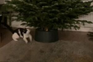 Il primo incontro di questo gatto con l’albero di Natale? È stato sicuramente… energico