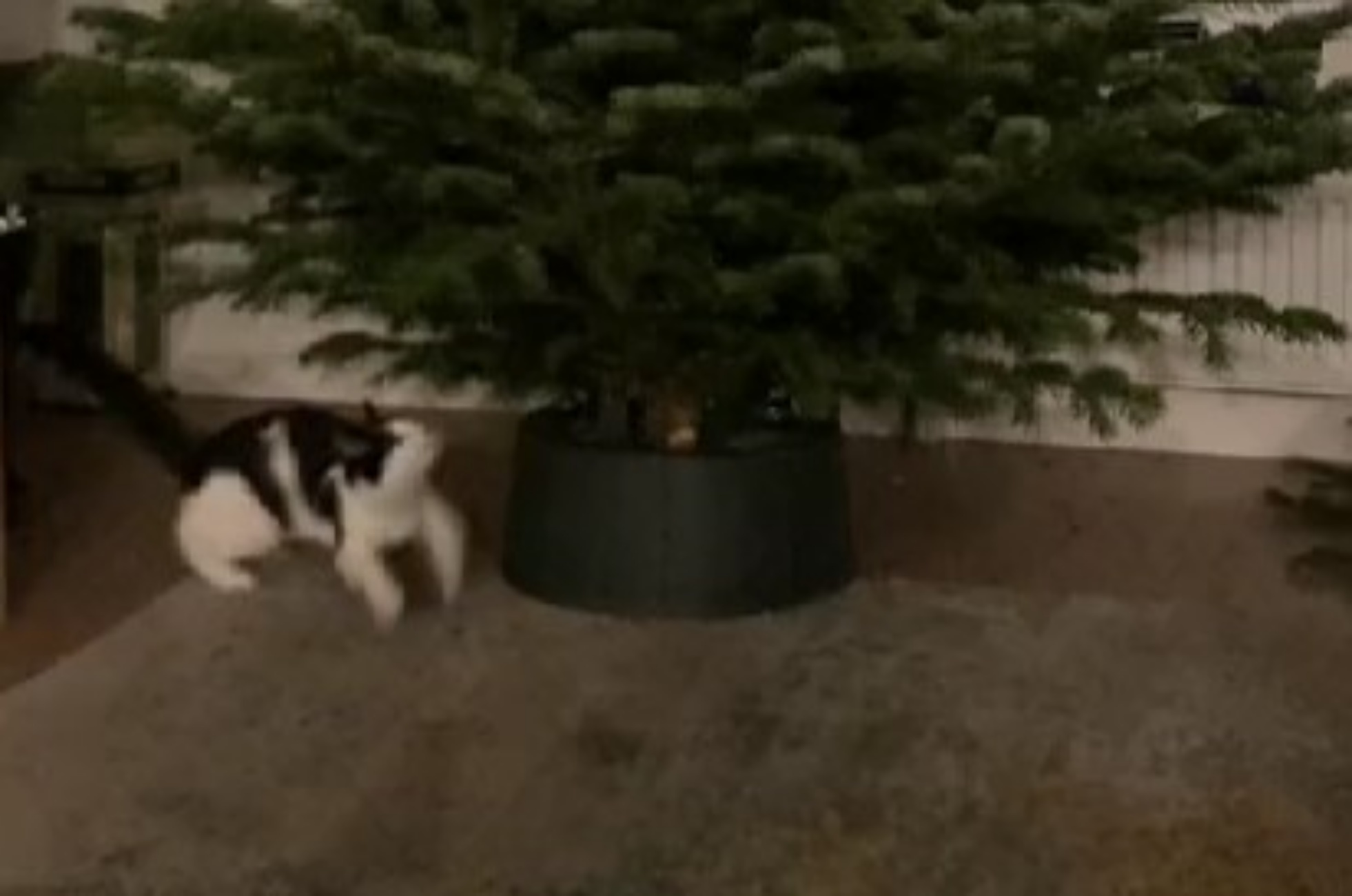 gatto primo incontro con albero di Natale