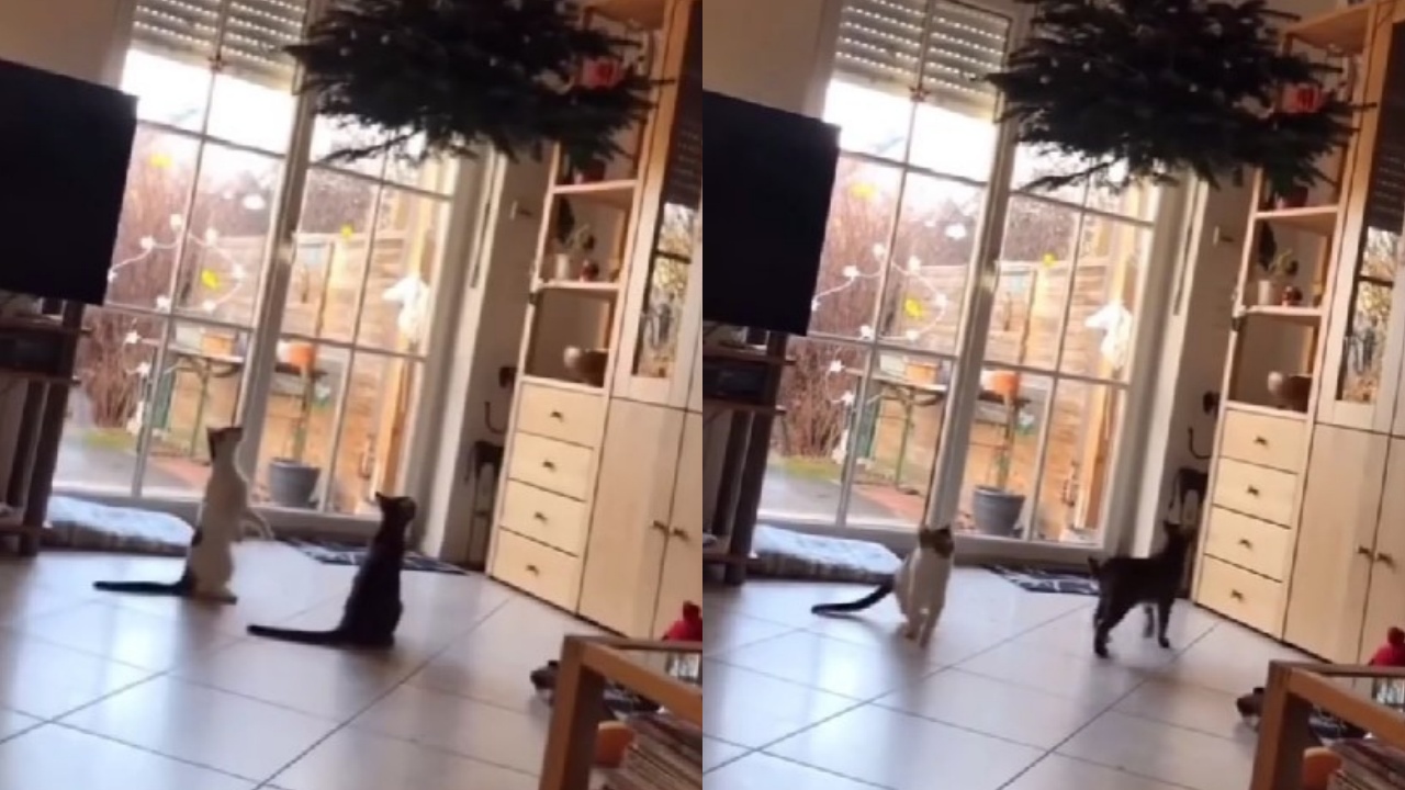 albero di Natale sospeso per gatti