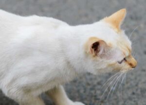 La donna investe per sbaglio questo gatto, eppure facendo così riesce a salvargli la vita