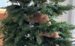 La mamma umana aveva appena montato l’Albero di Natale: in tre secondi i gatti lo hanno colonizzato