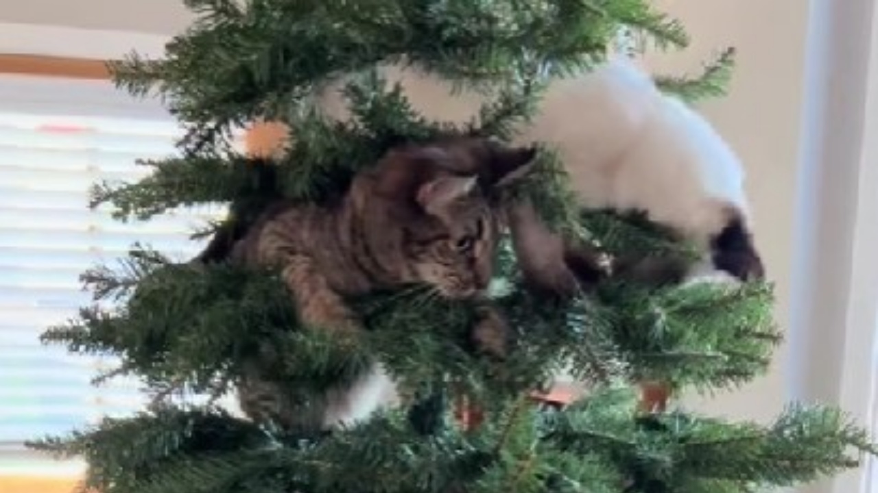 gatti giocano su Albero di Natale