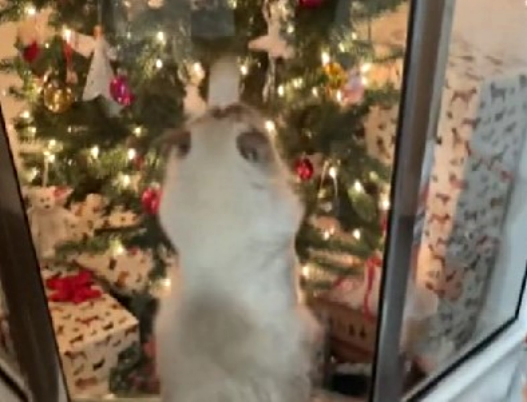 soluzione anti gatto per albero di Natale