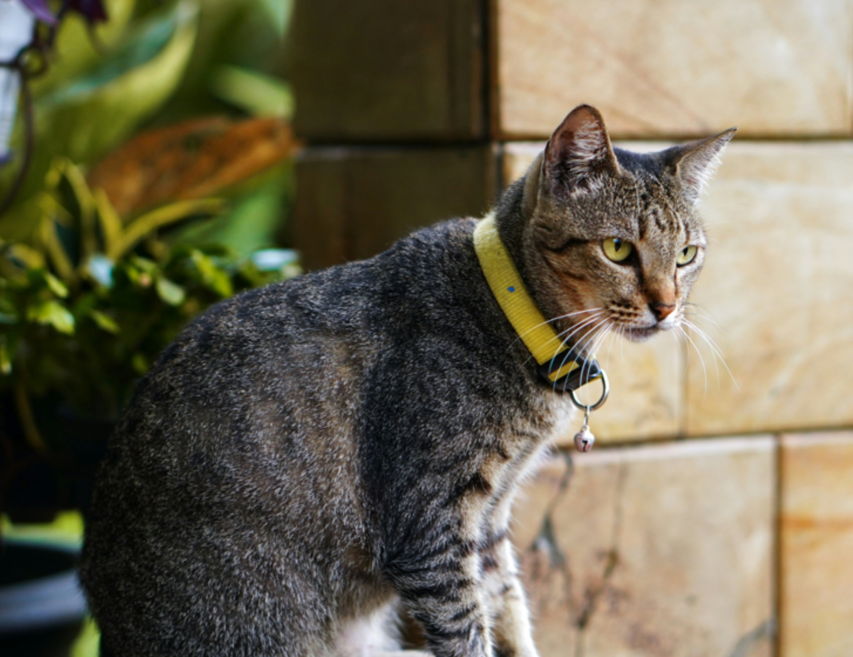 Gatto guarda avanti