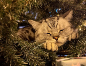 Le emozioni di Natale più belle? Le esprimono queste 5 foto di gatti adorabili