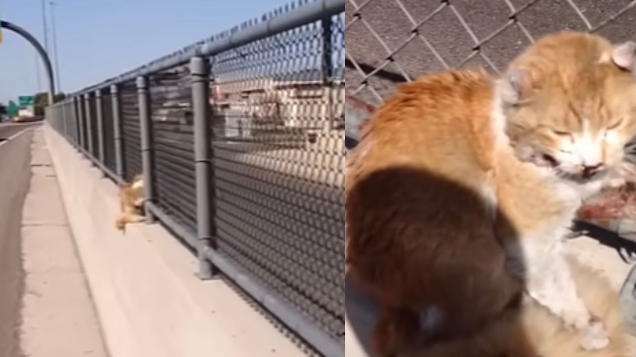 Gatto intrappolato vicino alla superstrada