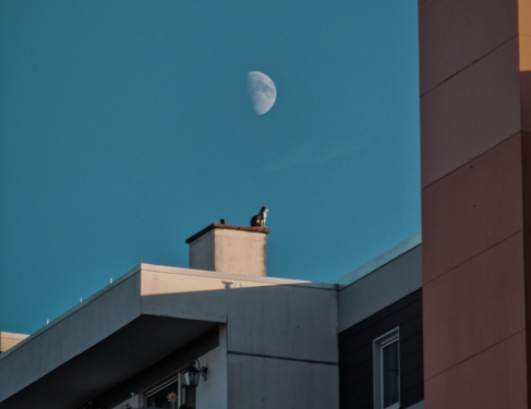 Gatto guarda la luna