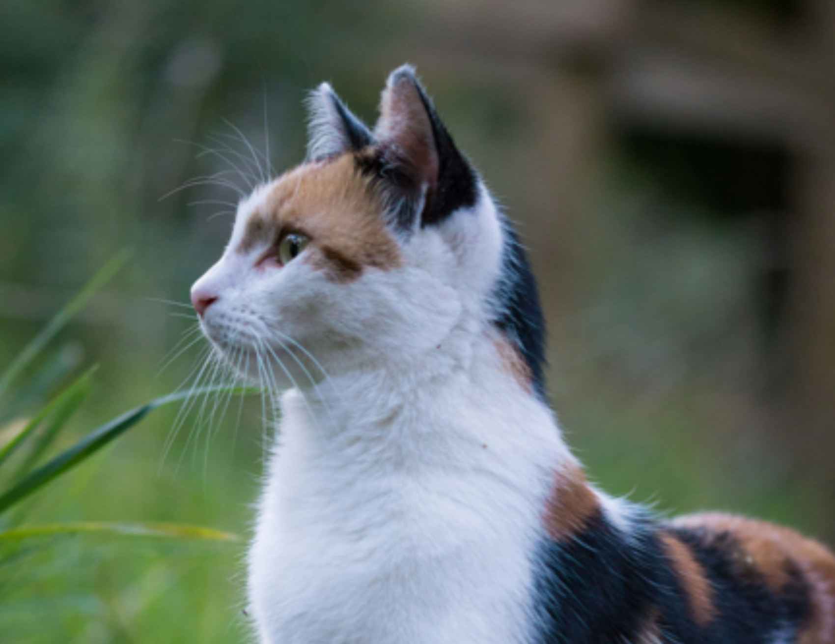 Gatto fissa a lato