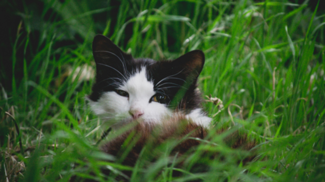 Gatto a terra