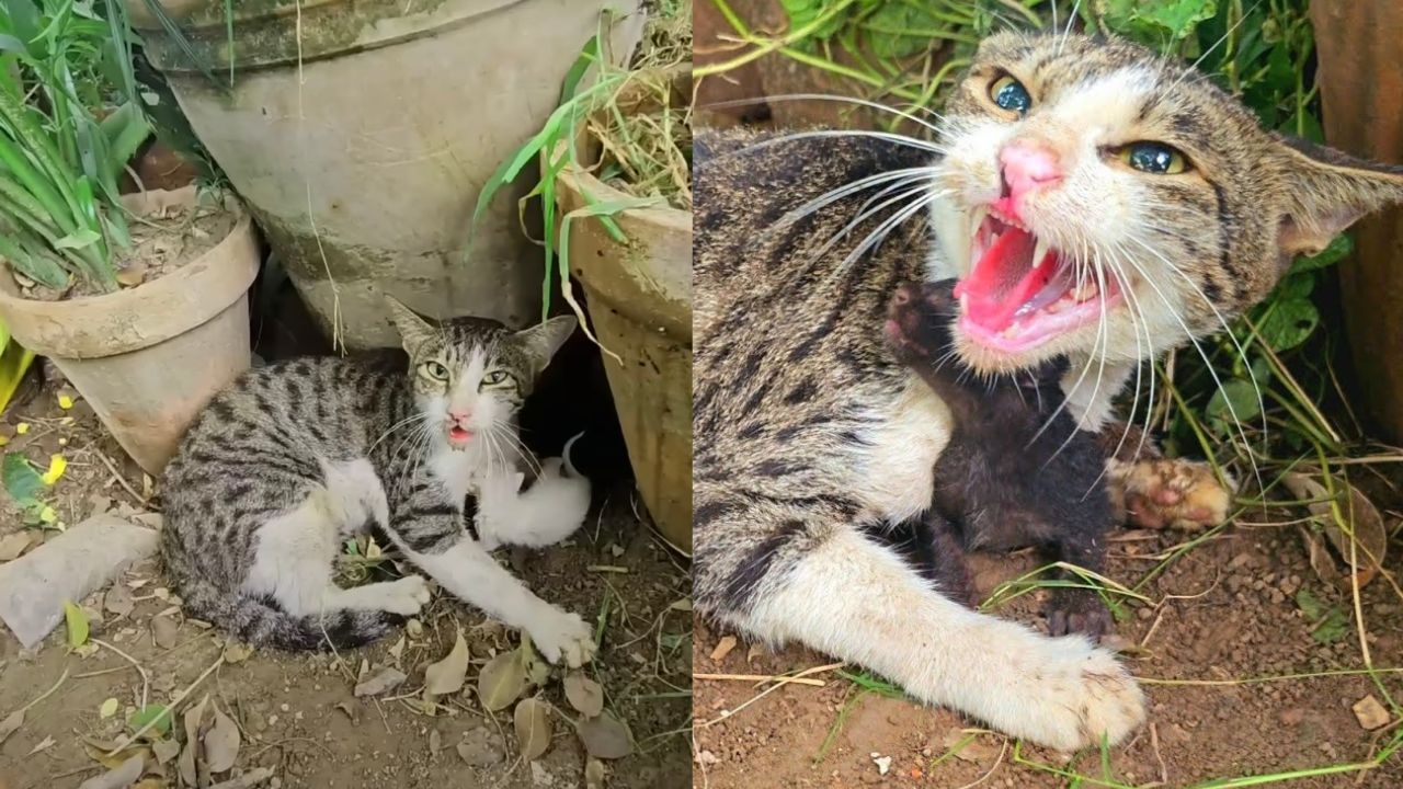 Mamma gatta traumatizzata rifiuta aiuto