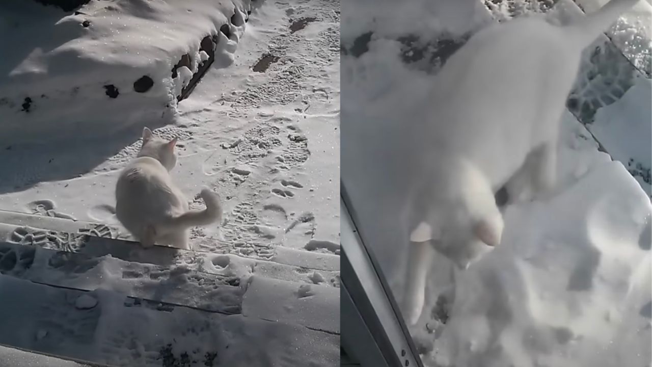 Gatto rientra a casa per il freddo