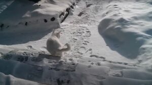 No, il gatto non è affatto contento di scoprire la neve: meglio stare al caldo in casa – VIDEO