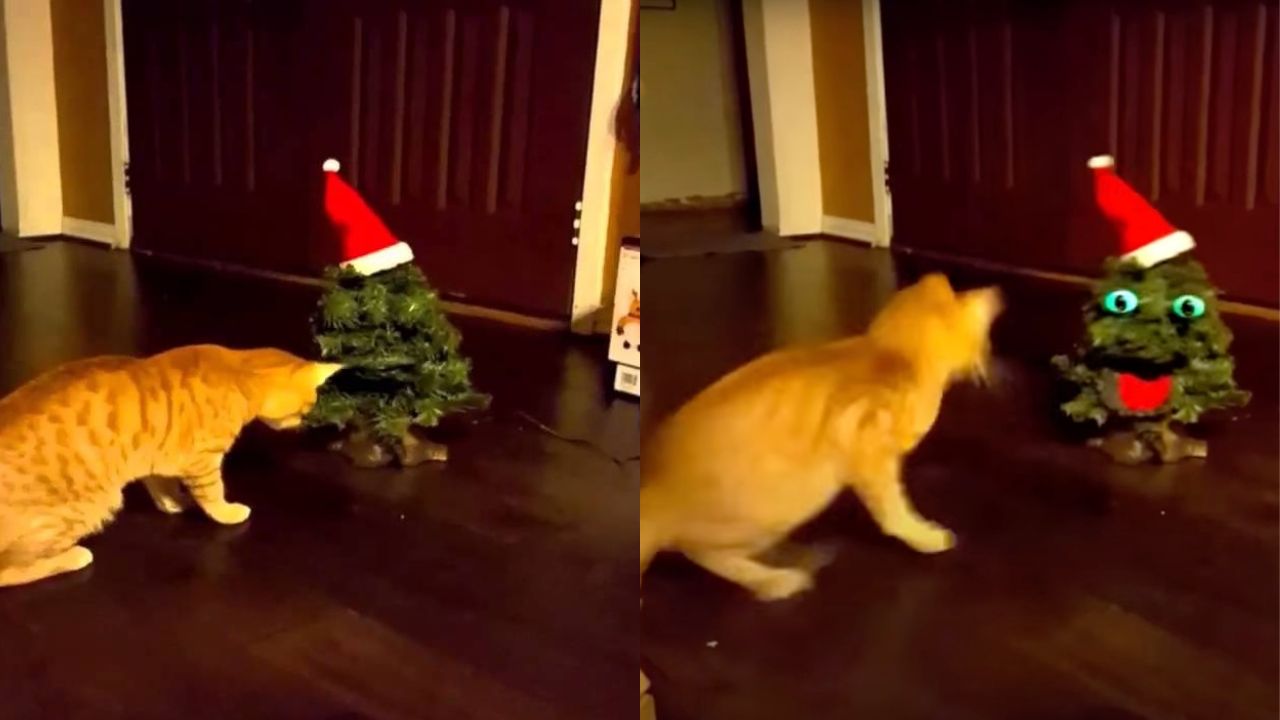 Gatto scappa dall'albero di Natale parlante