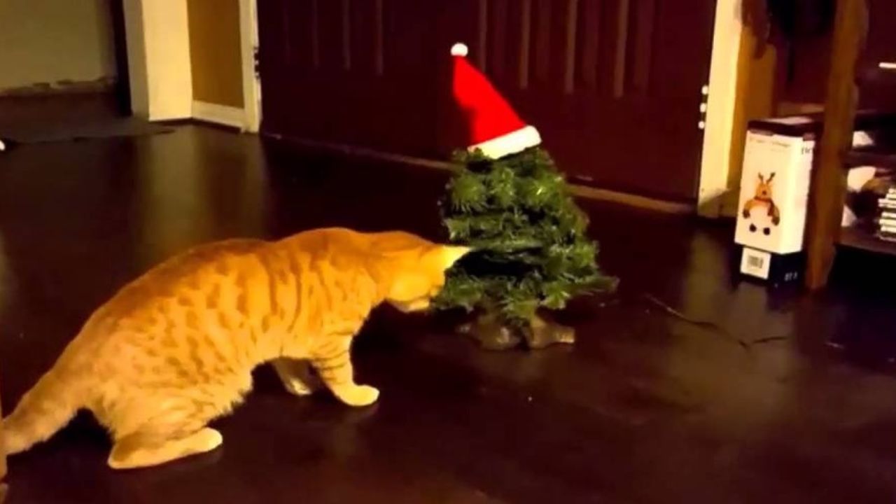 Gatto fa conoscenza con albero di Natale