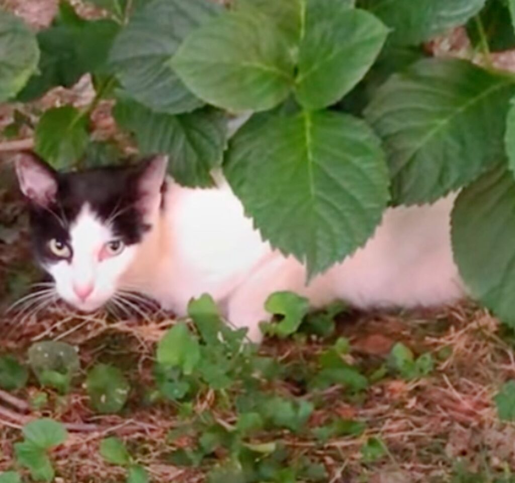 gatto tenero