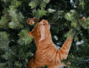 Quali sono i migliori consigli per distrarre il tuo gatto dall’albero di Natale?